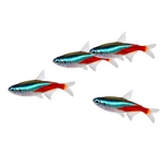Tetras Tetras
